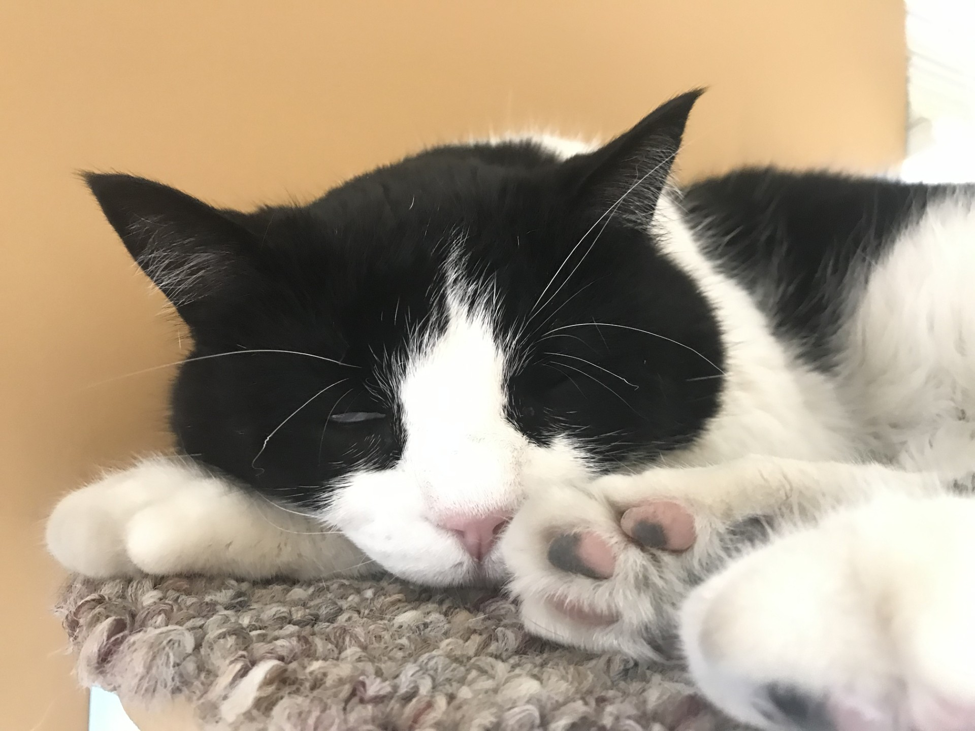 Tom cat
